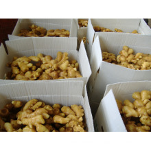 New Crop Fresh Ginger (100G y más)